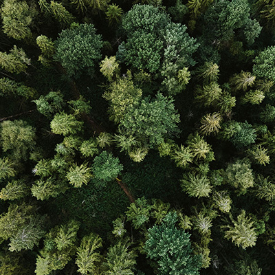 Luftaufnahme eines dichten Waldes mit verschiedenen grünen Bäumen.