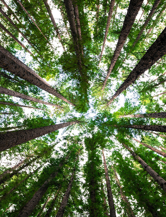 Blick von unten auf hohe Bäume mit grünen Blättern, die gegen den Himmel wachsen.