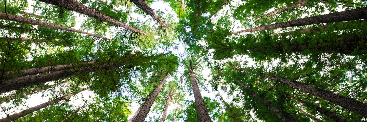Looking up at tall trees with lush green foliage forming a dense canopy.