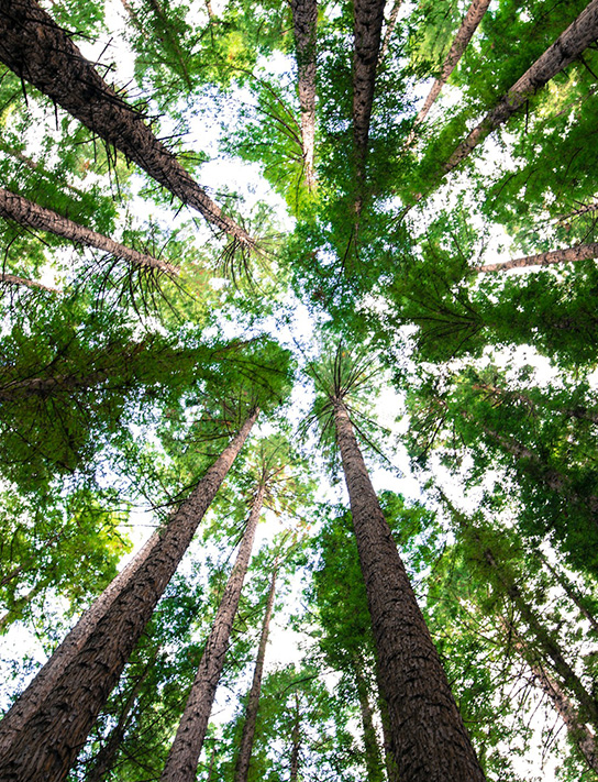Tall trees with green foliage viewed from below, forming a circular pattern with sunlight filtering through the branches.