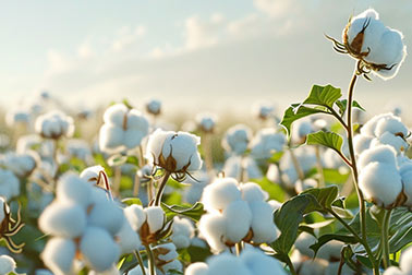 Cotton plants with fluffy white bolls in a sunny field, under a partly cloudy sky.