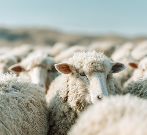 A flock of woolly sheep with one prominently facing the camera in a rural field under a clear sky.